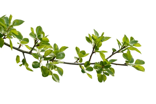Branch of pear wood — Stock Photo, Image