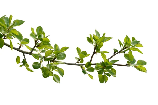 Branch of pear wood Stock Image