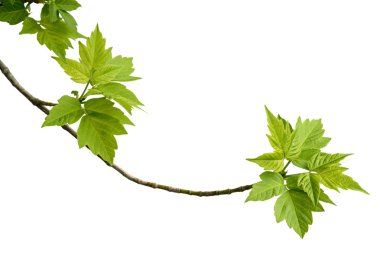 Ash - leaved akçaağaç Şubesi