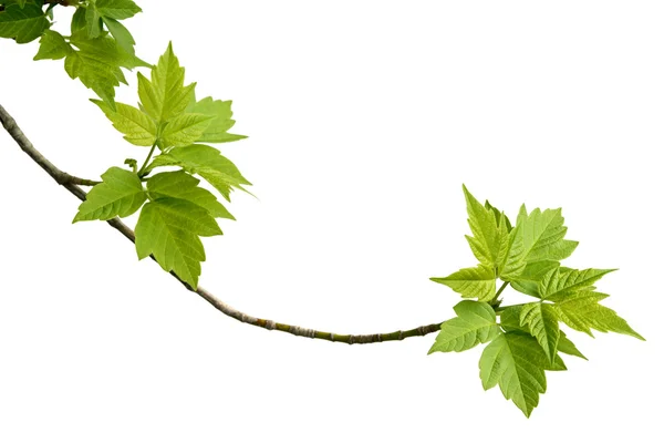 Ash-leaved maple branch — Stock Photo, Image