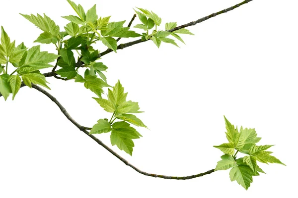 Ash - leaved akçaağaç Şubesi