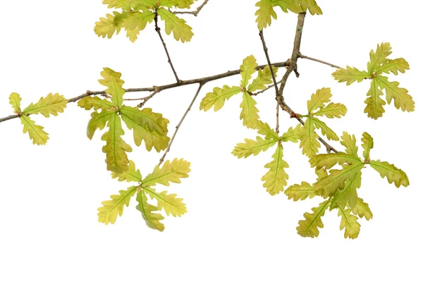 Oak branch — Stock Photo, Image