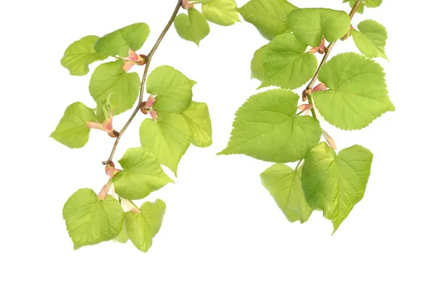 kızılağaç şubeleri