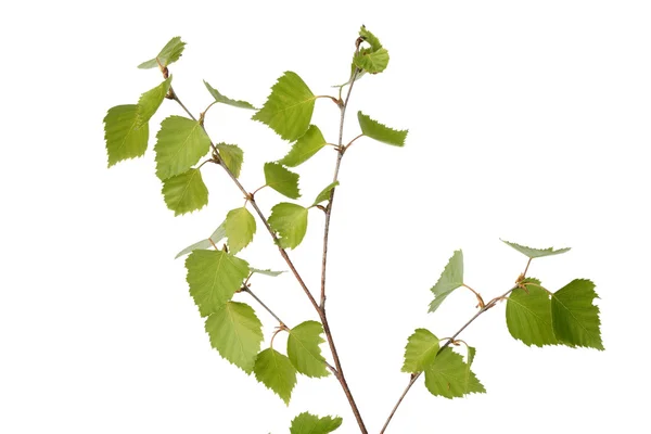 Birch branch — Stock Photo, Image