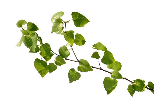 Birch branch — Stock Photo, Image