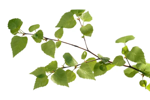 Birch branch Stock Image