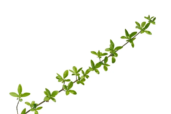 Branch of forest plants — Stock Photo, Image