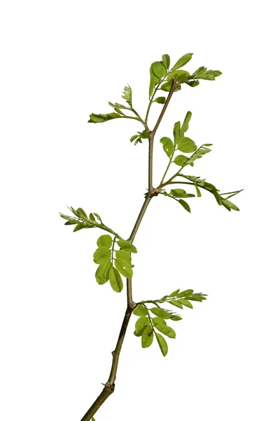 Genç akasya ağacı