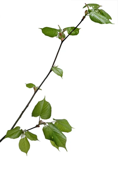 Молодий linden дерево — стокове фото