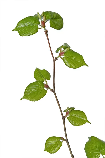 Young linden tree — Stock Photo, Image