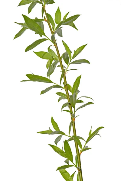 Young willow branch — Stock Photo, Image