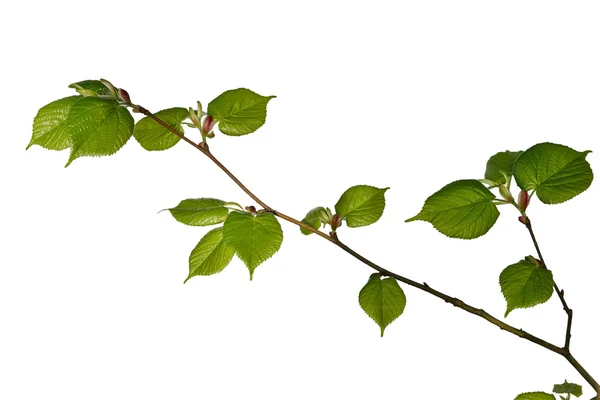 Young linden tree — Stock Photo, Image