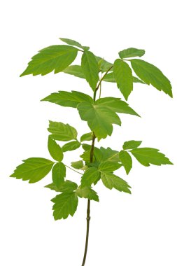 Ash - leaved akçaağaç fidan