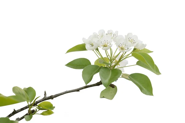 Blossoming branch of pear wood Stock Photo