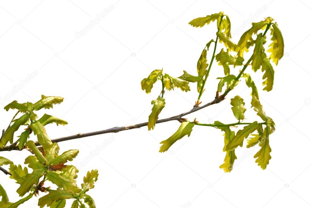 oak branch isolated