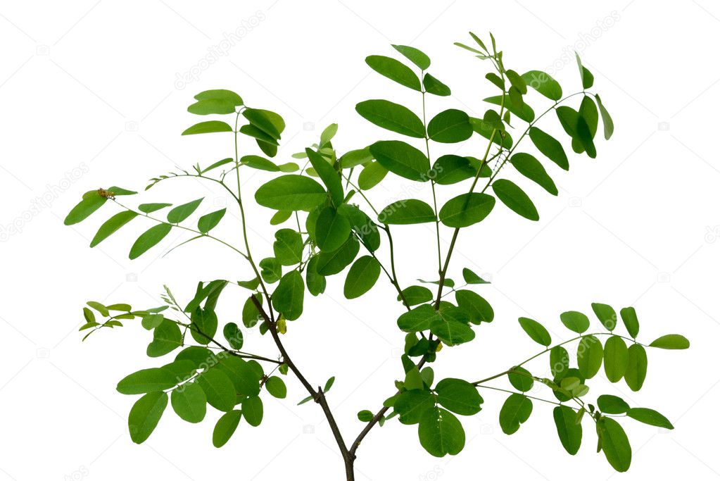 Acacia branch