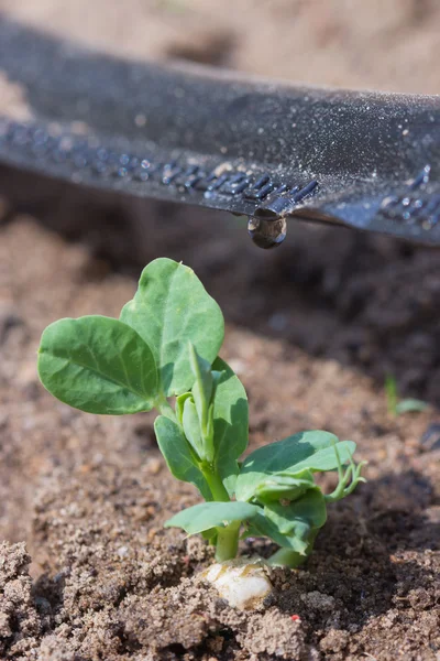 Brotos de irrigação por gotejamento — Fotografia de Stock
