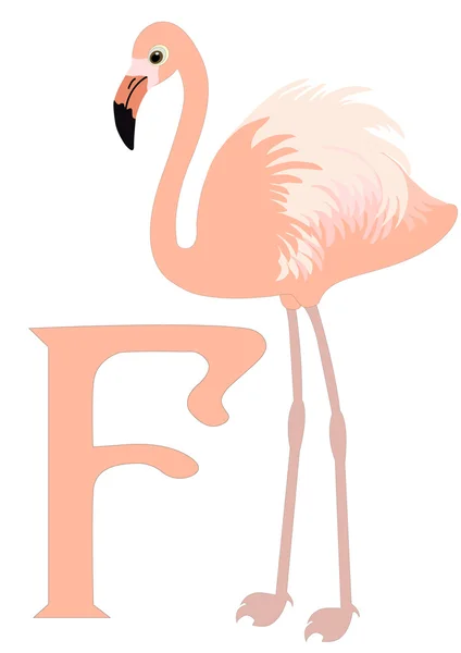 F para Flamingo — Vetor de Stock