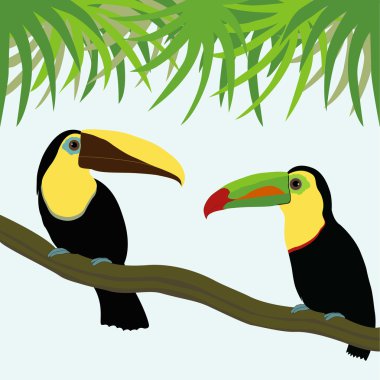 toucan çifti