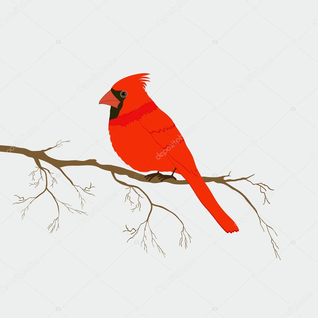 Red cardinal bird