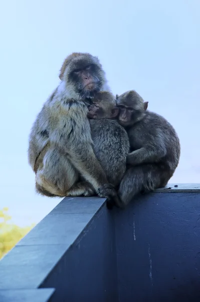 바바리 원숭이 — 스톡 사진