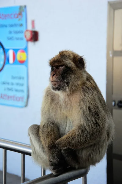 Barbary małp — Zdjęcie stockowe