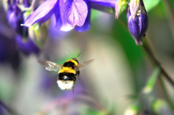 Bumble bee — Stok fotoğraf