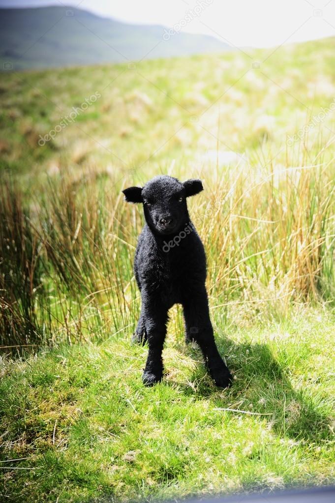 Cordeiro preto bebê — Foto © drewrawcliffe #21646719, image size:681x1023