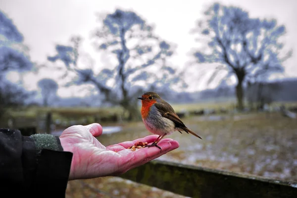 Robin. —  Fotos de Stock