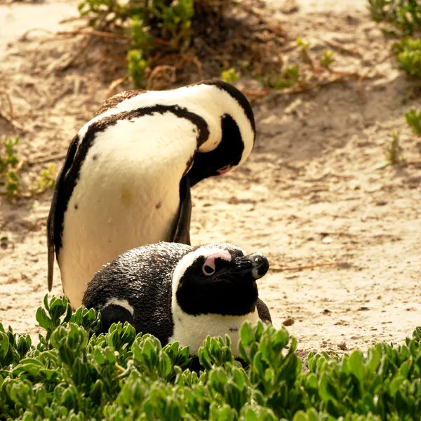 Pingüinos — Foto de Stock