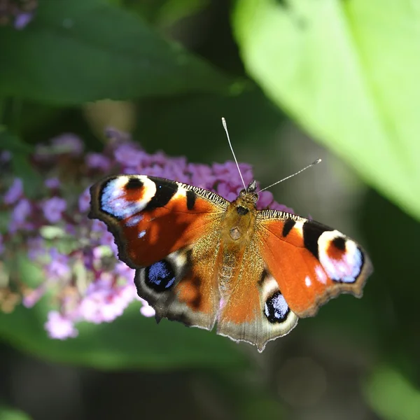 Papillon paon — Photo