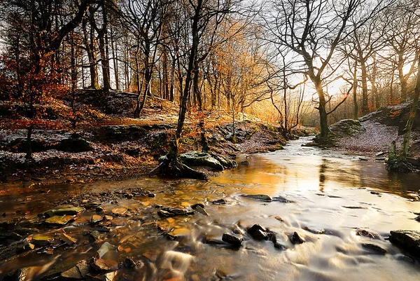 Düşen yapraklar — Stok fotoğraf