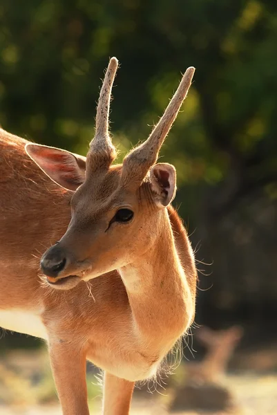 Captive Deer — Stock Photo, Image