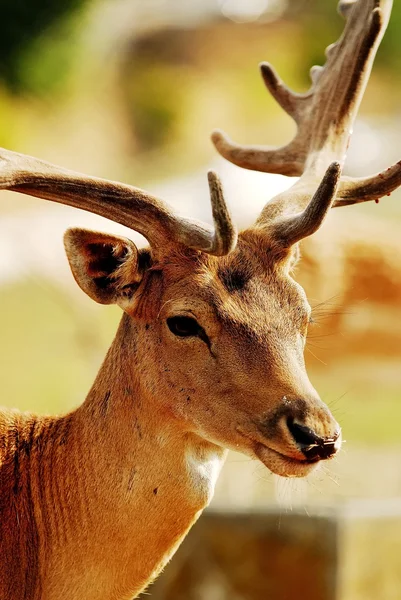 Captive Deer — Stock Photo, Image