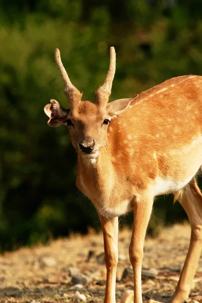 Captive Deer — Stock Photo, Image