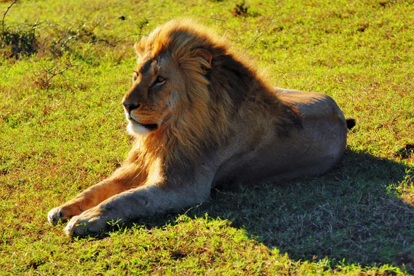 Male lion — Stock Photo, Image