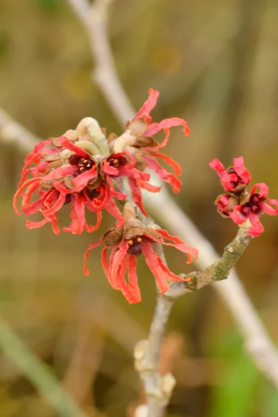 Flowering with hazel — Stock Photo, Image