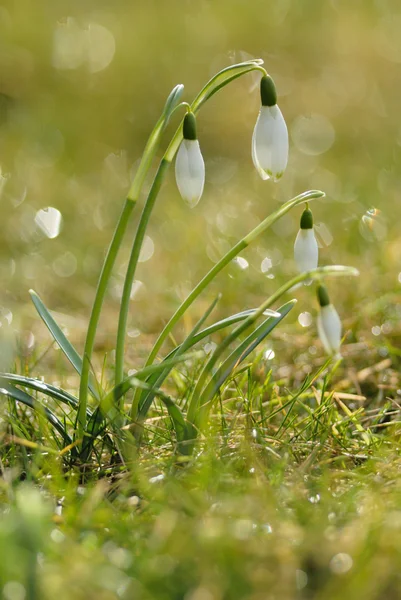 First flowers of spring — Stock Photo, Image