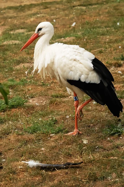 Ein Weißstorch — Stockfoto