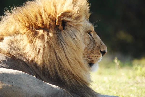 Male Lion — Stock Photo, Image