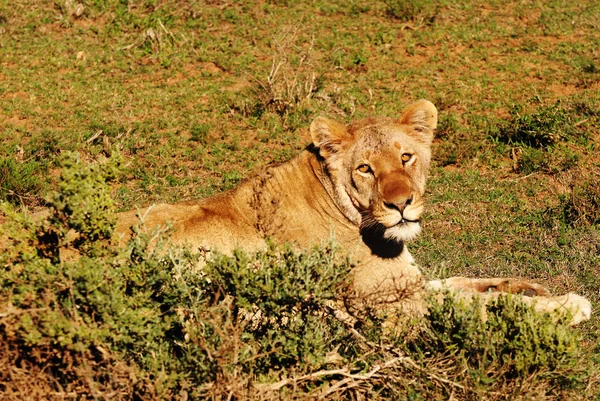 Самка льва — стоковое фото