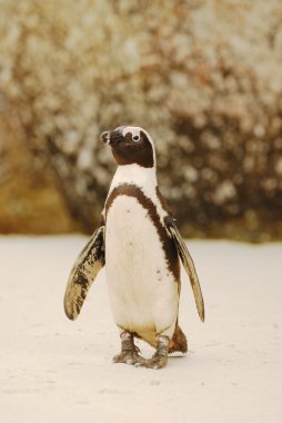 Afrika penguenler