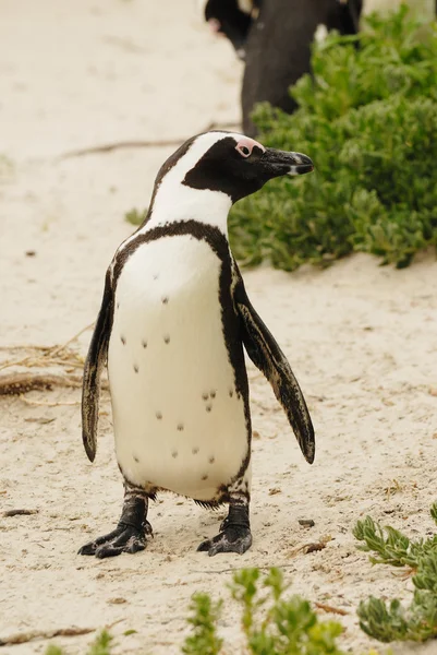 Pingüinos africanos — Foto de Stock