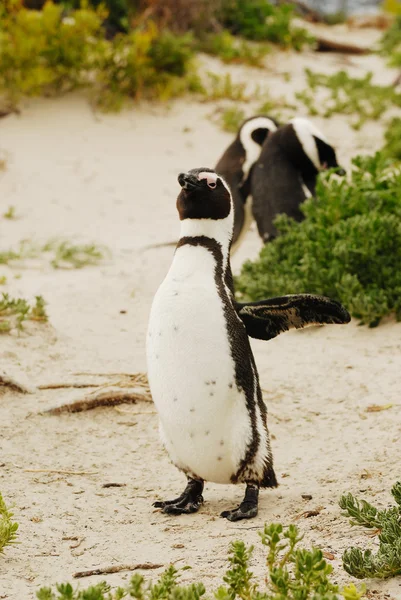 Африканские пингвины — стоковое фото