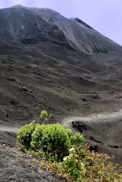 Pacaya — Stok fotoğraf