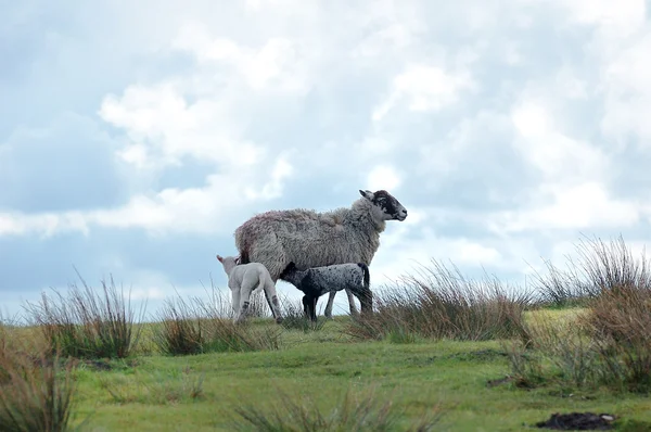 Mother and young — Stock Photo, Image