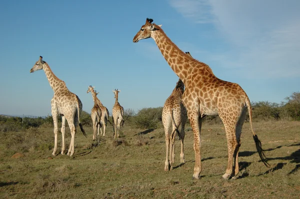 Giraffenherde — Stockfoto