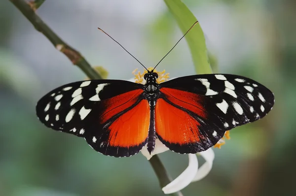 Ruhender Schmetterling — Stockfoto