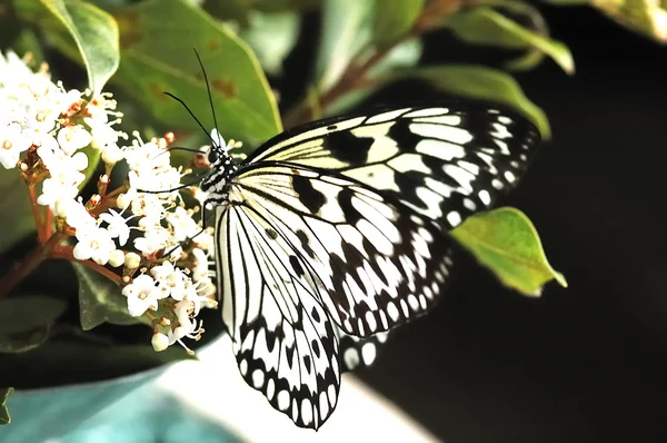 Bianco e nero — Foto Stock