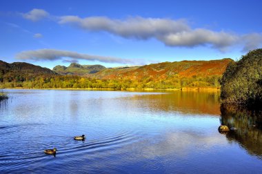 gagasını temizlemekte ördekler